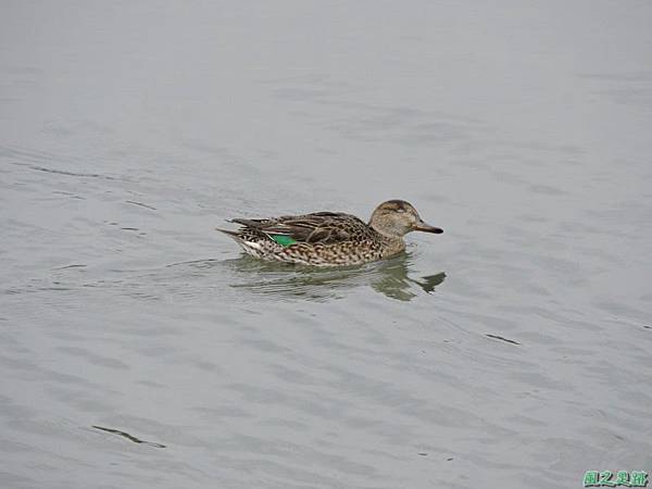 華江雁鴨自然公園2014122(38)