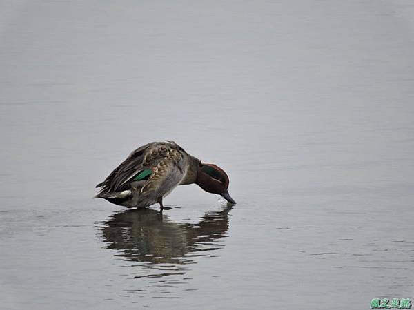 華江雁鴨自然公園2014122(43)