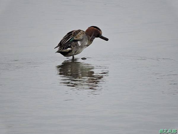 華江雁鴨自然公園2014122(44)