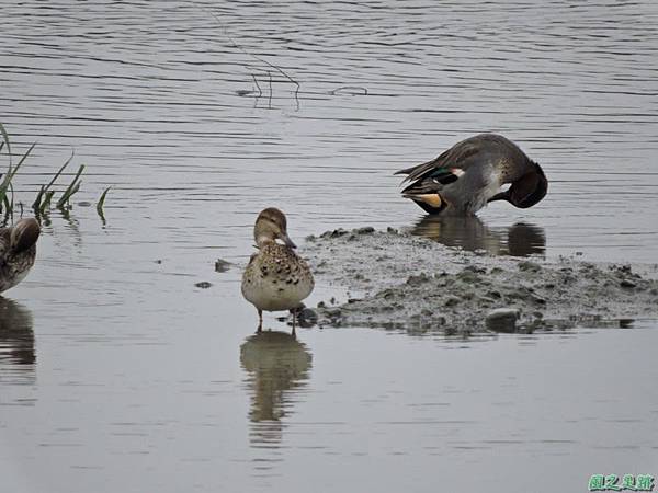 華江雁鴨自然公園2014122(45)