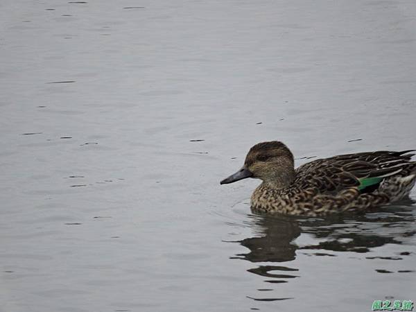 華江雁鴨自然公園2014122(49)