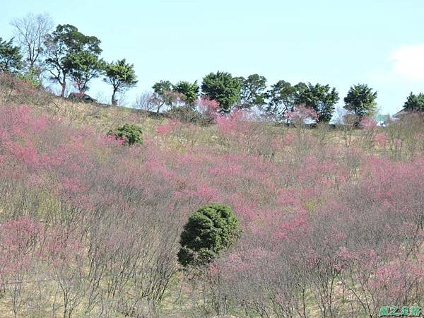 楊梅觀光茶園20150201(1)