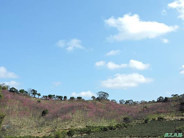 楊梅觀光茶園20150201(2)