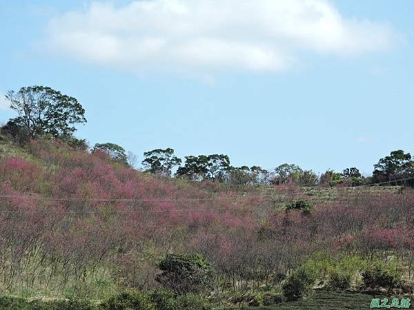 楊梅觀光茶園20150201(3)