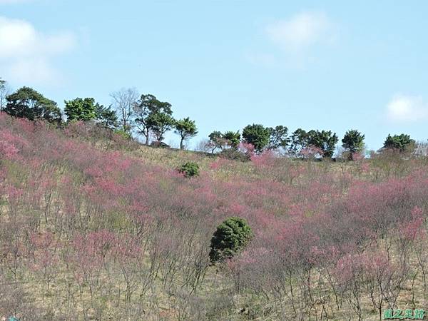 楊梅觀光茶園20150201(4)