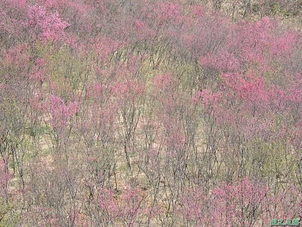 楊梅觀光茶園20150201(5)