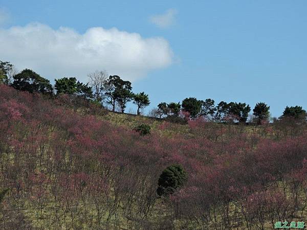 楊梅觀光茶園20150201(6)