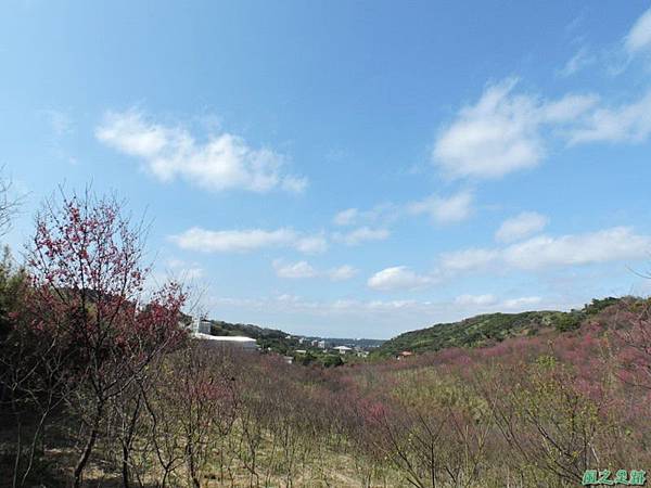 楊梅觀光茶園20150201(11)