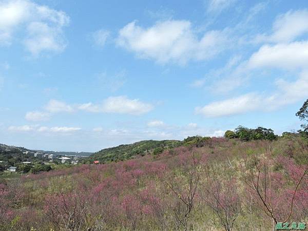 楊梅觀光茶園20150201(14)