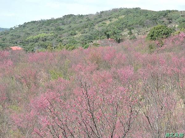 楊梅觀光茶園20150201(15)