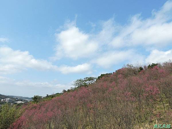 楊梅觀光茶園20150201(17)