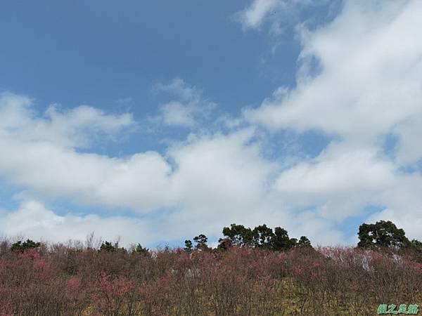 楊梅觀光茶園20150201(18)