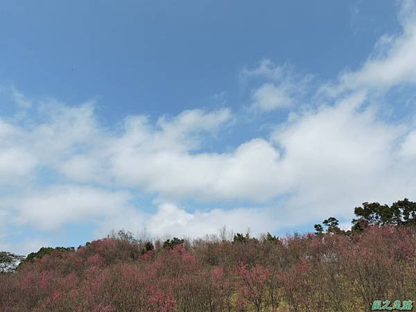 楊梅觀光茶園20150201(19)