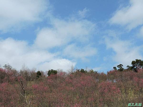 楊梅觀光茶園20150201(20)