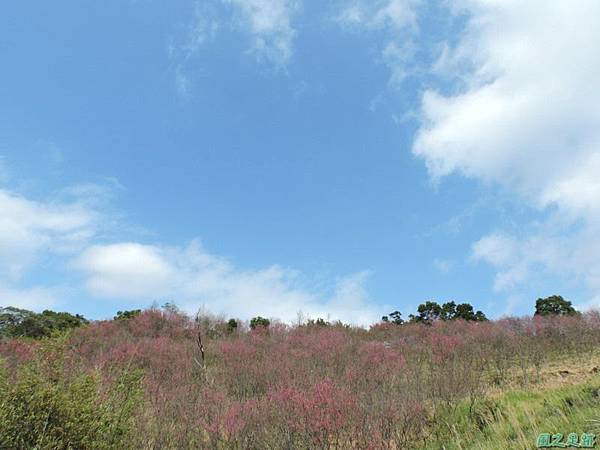 楊梅觀光茶園20150201(22)