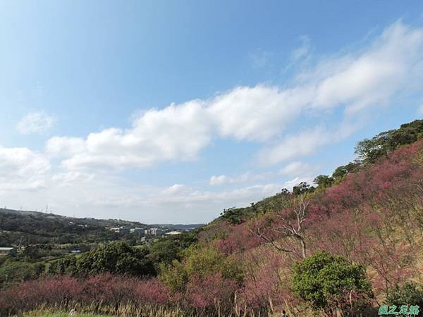 楊梅觀光茶園20150201(23)