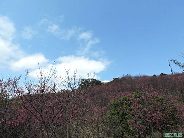 楊梅觀光茶園20150201(24)