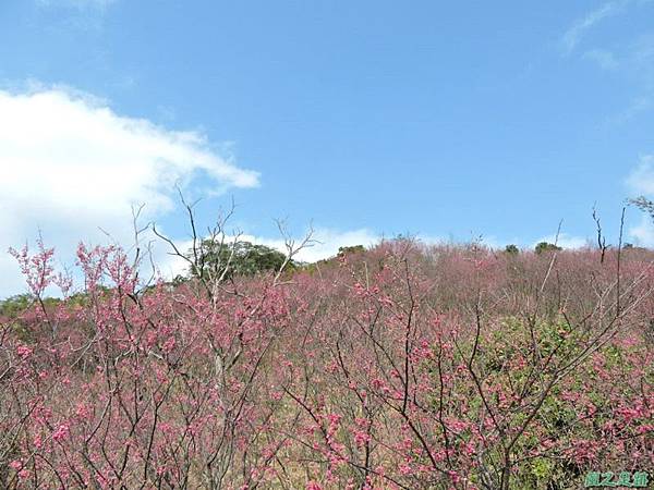 楊梅觀光茶園20150201(25)