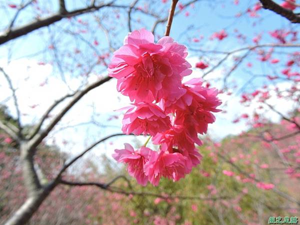 楊梅觀光茶園20150201(26)