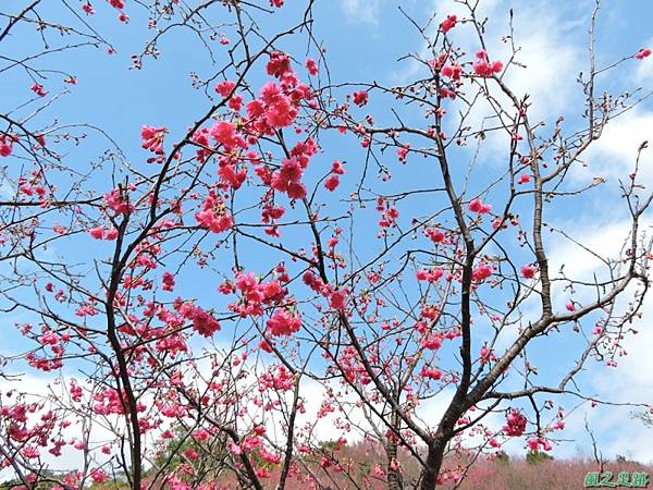 楊梅觀光茶園20150201(29)