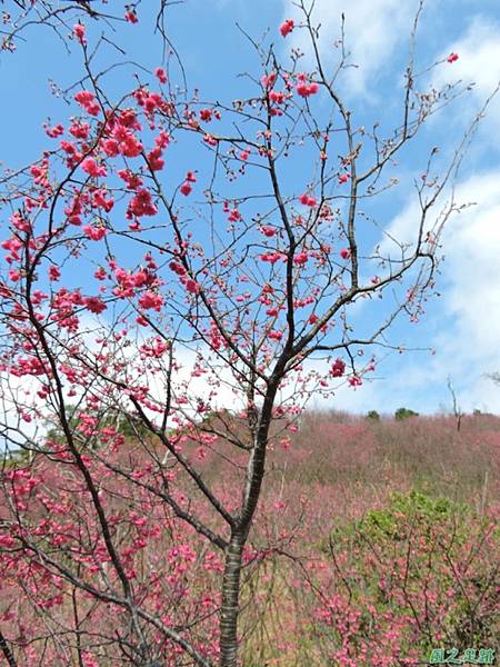 楊梅觀光茶園20150201(30)