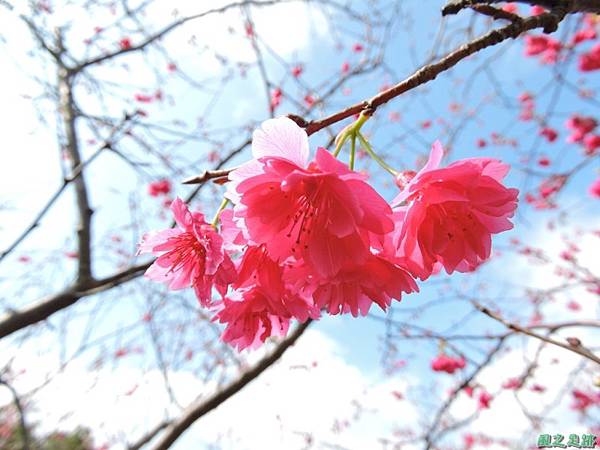 楊梅觀光茶園20150201(31)