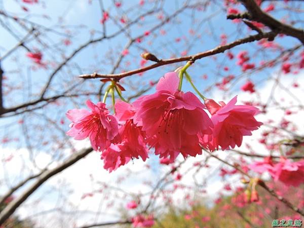 楊梅觀光茶園20150201(32)