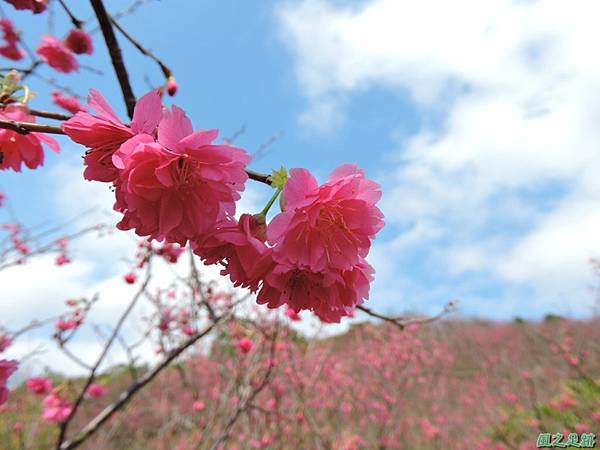 楊梅觀光茶園20150201(34)