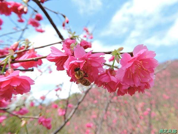 楊梅觀光茶園20150201(35)