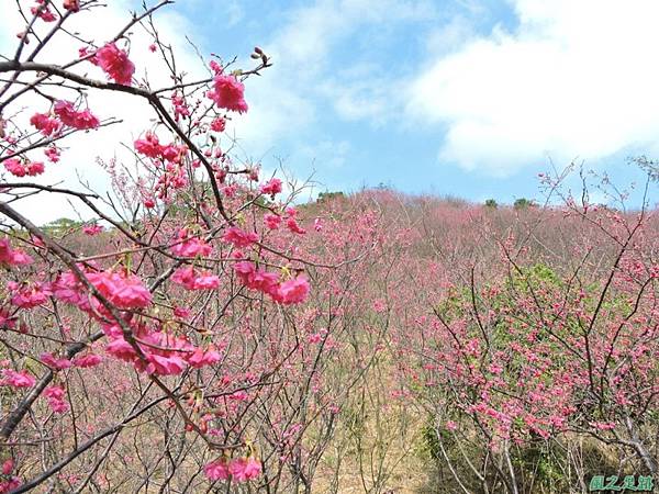 楊梅觀光茶園20150201(36)