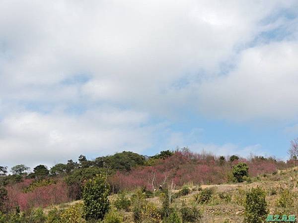 楊梅觀光茶園20150201(37)