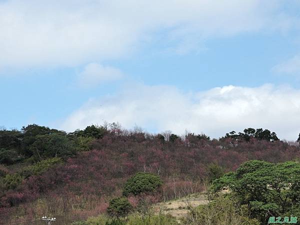 楊梅觀光茶園20150201(39)