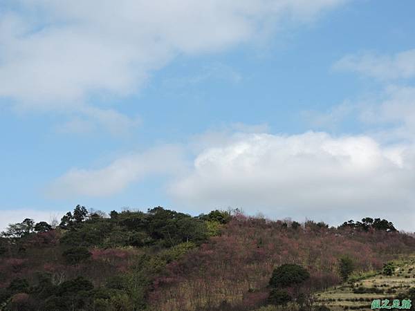 楊梅觀光茶園20150201(42)