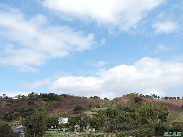 楊梅觀光茶園20150201(43)