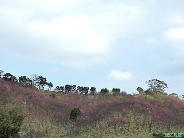 楊梅觀光茶園20150201(46)