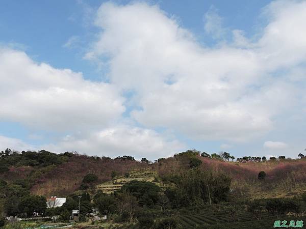 楊梅觀光茶園20150201(48)