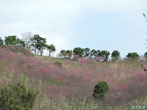 楊梅觀光茶園20150201(49)