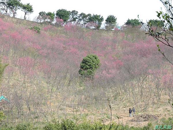 楊梅觀光茶園20150201(50)