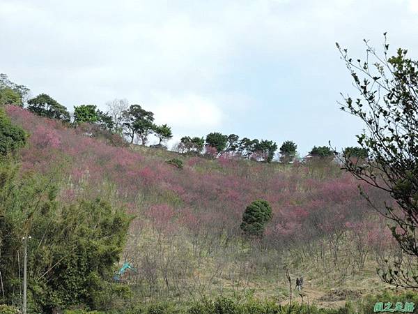 楊梅觀光茶園20150201(51)