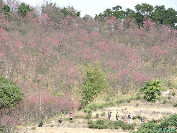 楊梅觀光茶園20150201(52)