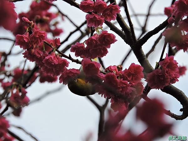 回善寺賞櫻20150211(2).JPG