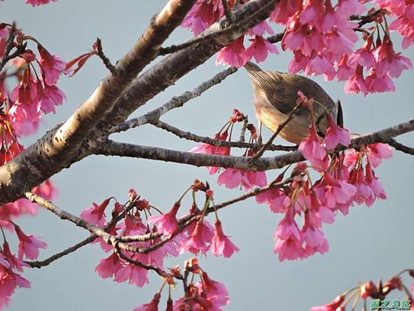 冠羽畫眉20150208(8)