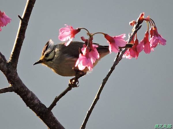 冠羽畫眉20150208(15)