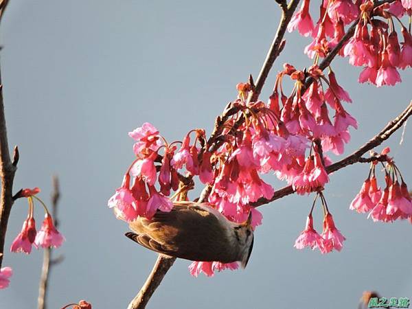 冠羽畫眉20150208(18)