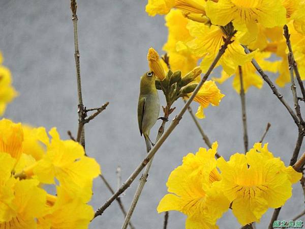 黃花風鈴木(台中東勢)20150307(20)