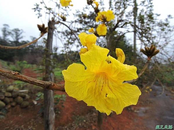 黃花風鈴木(新埔旱坑)20150308(5)