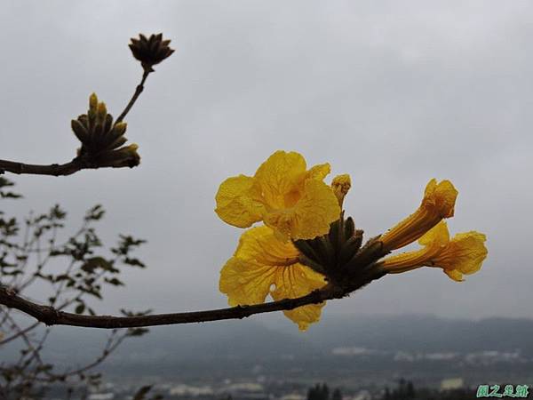 黃花風鈴木(新埔旱坑)20150308(8)