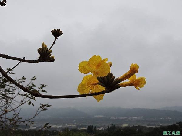 黃花風鈴木(新埔旱坑)20150308(9)