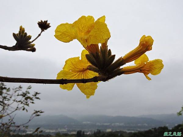 黃花風鈴木(新埔旱坑)20150308(10)