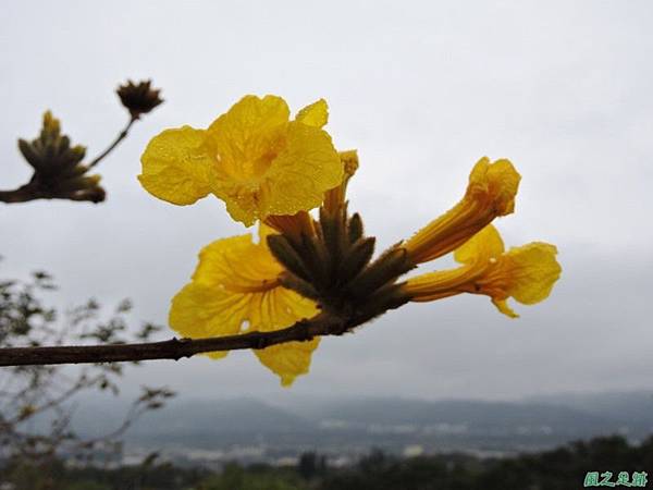 黃花風鈴木(新埔旱坑)20150308(12)